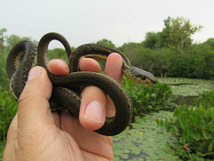 Eastern Garter Snake